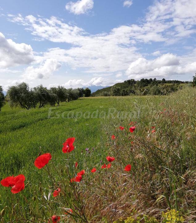 Photo of Others in Sant Mateu de Bages