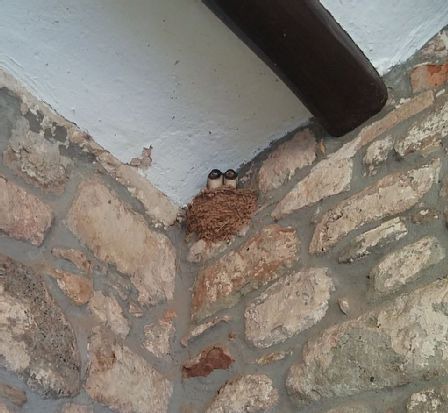 Photo of Others in Sant Salvador de Guardiola
