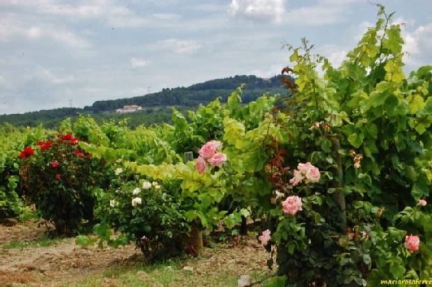 Photo of Outdoor in San Sadurni