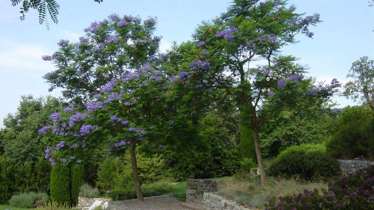 Photo of Outdoor in Tiana