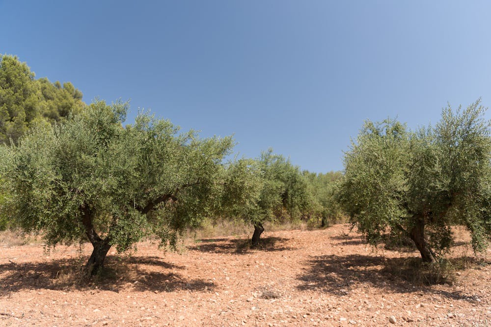 Photo of Outdoor in Canaletes