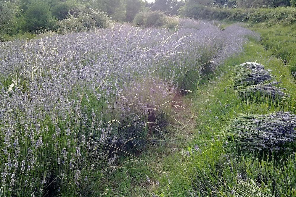 Photo of Outdoor in Viver i Serrateix