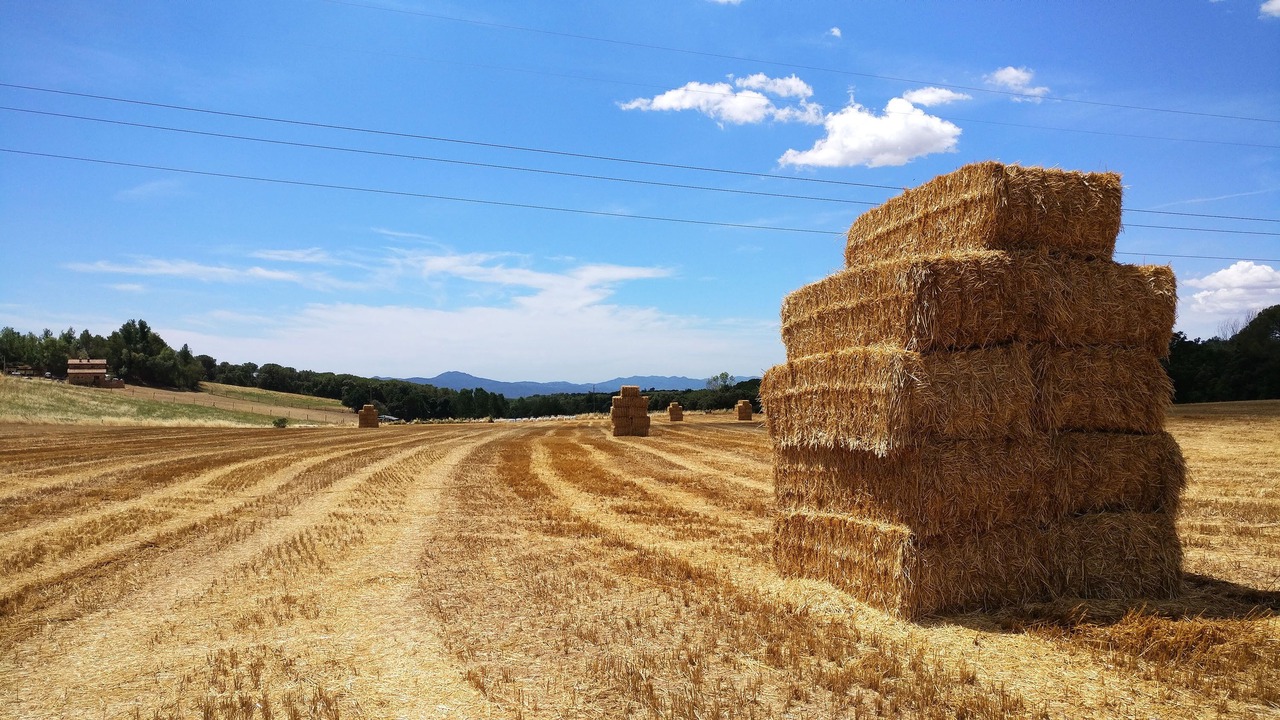 Photo of Others in Sant Pere de Vilamajor