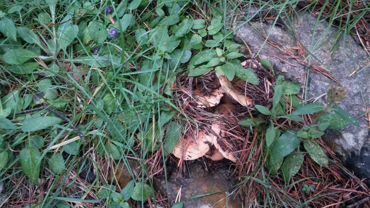Photo of Outdoor in Avia