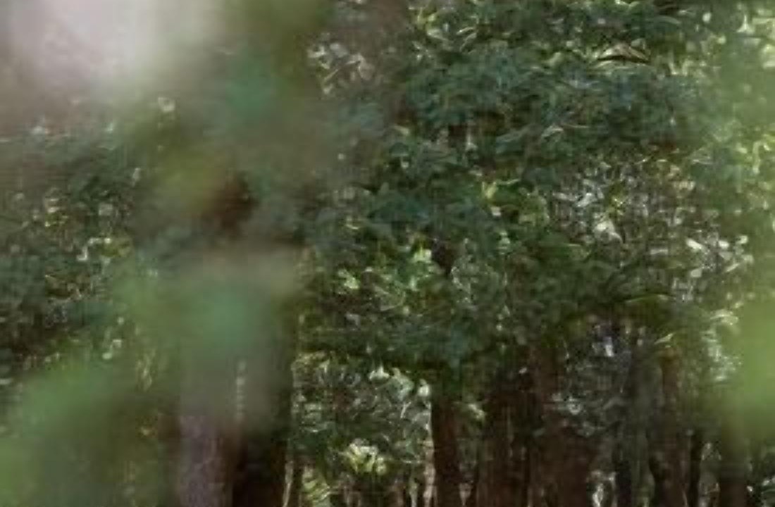 Photo of Outdoor in Taradell