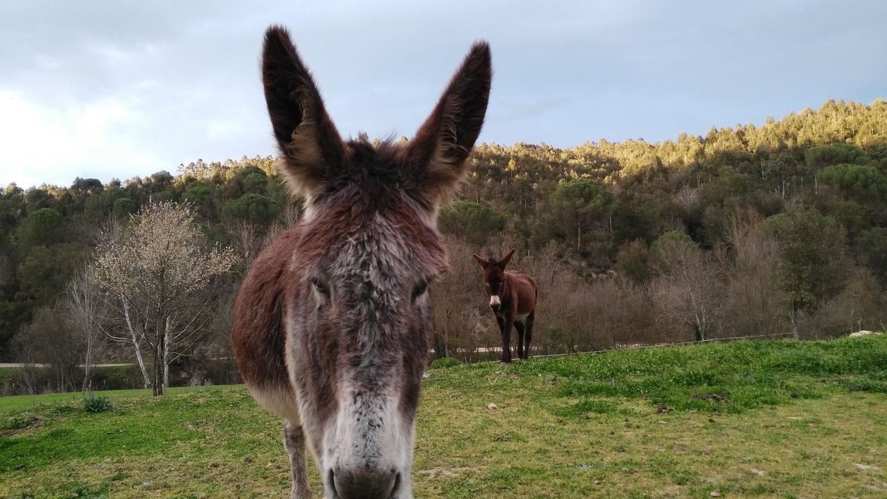 Photo of Others in Sant Celoni