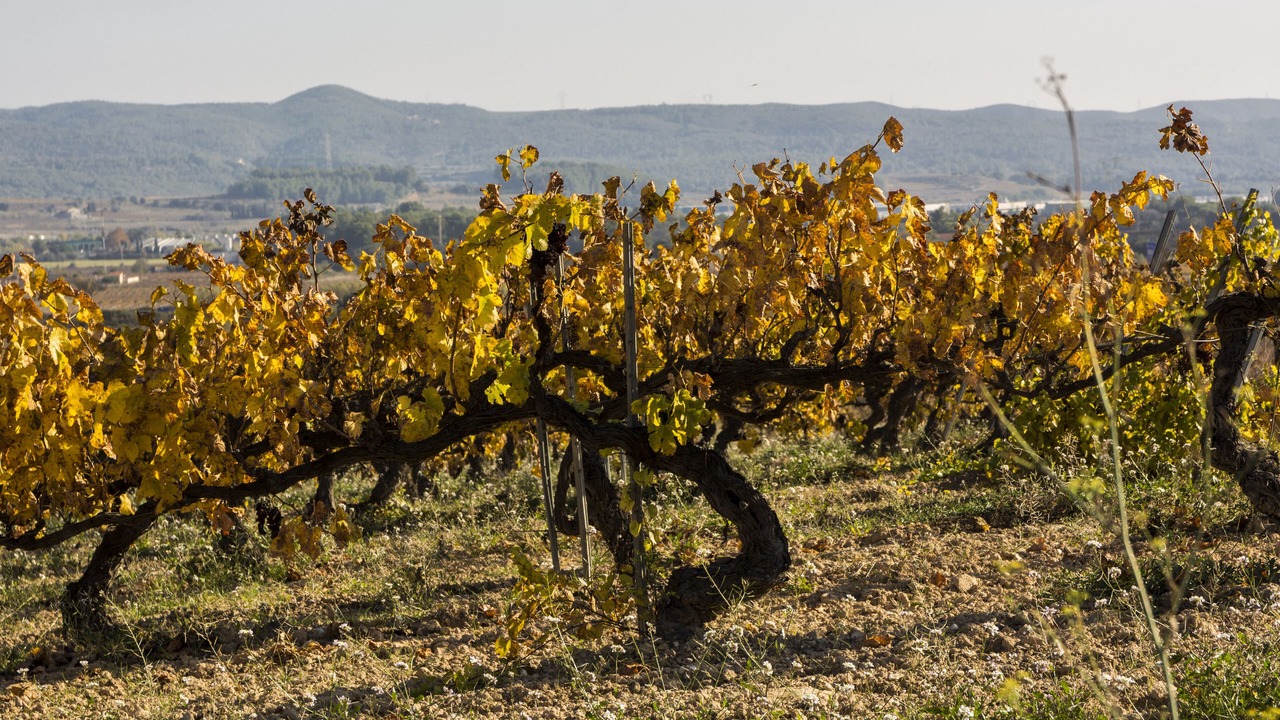 Photo of Others in Castellet i la Gornal