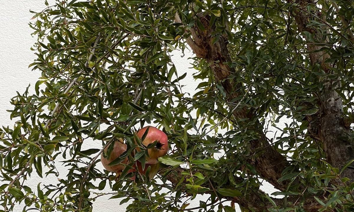 Photo of Outdoor in El Coll