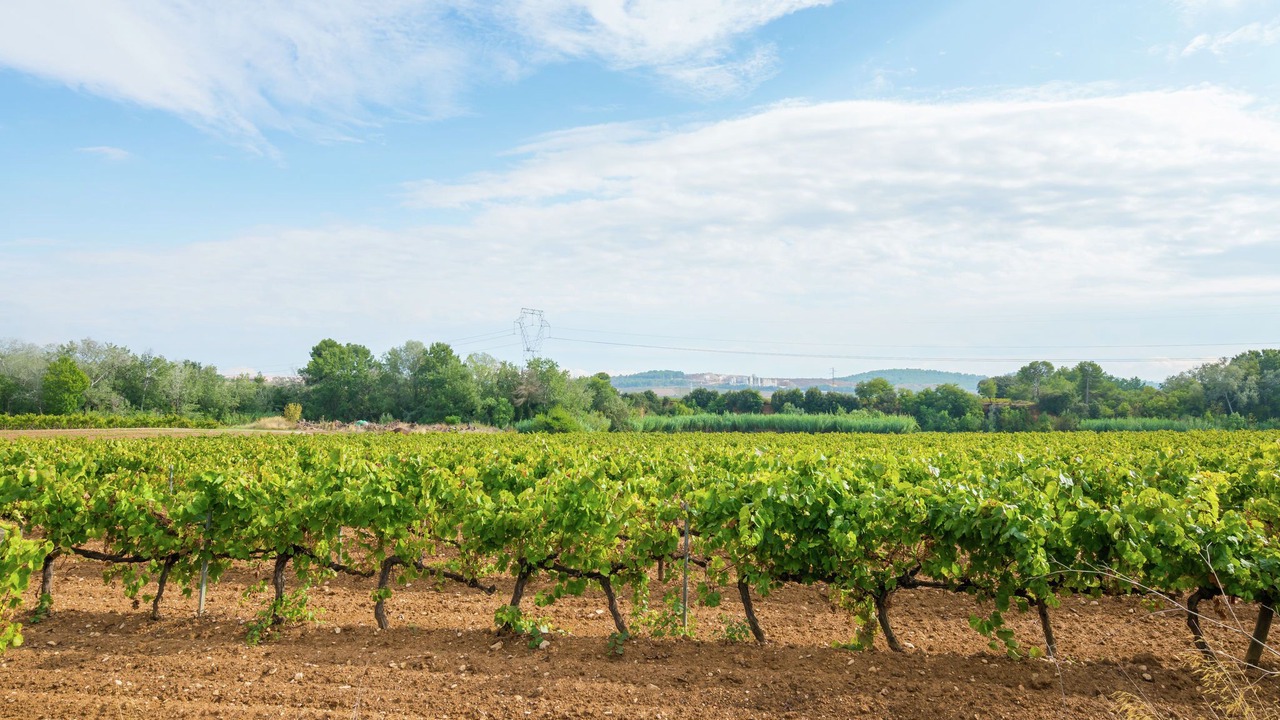 Photo of Others in Pacs del Penedes