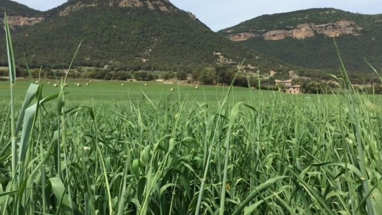 Photo of Outdoor in L'Espunyola