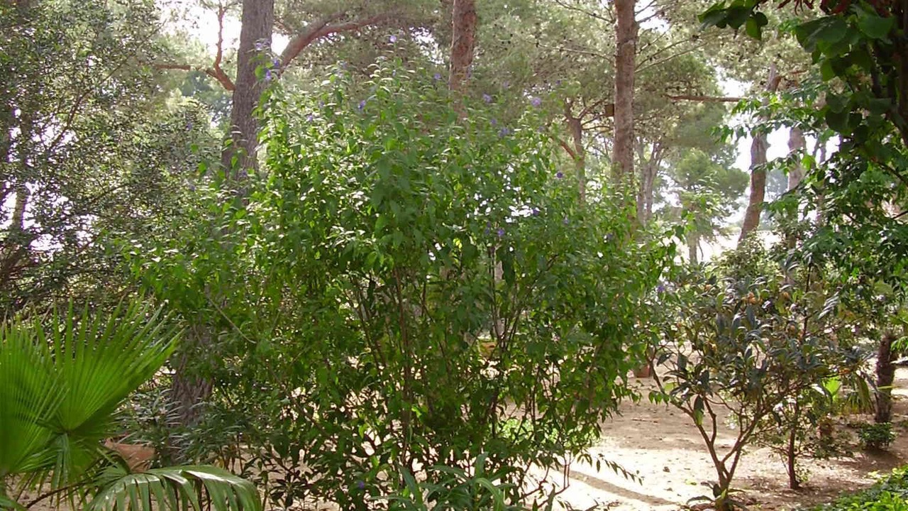 Photo of Outdoor in Aiguablava