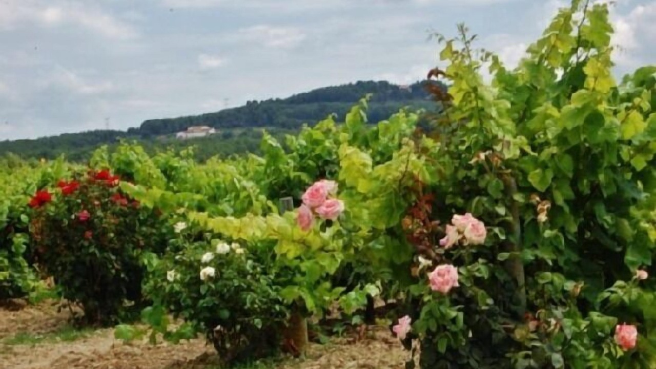 Photo of Outdoor in San Sadurni