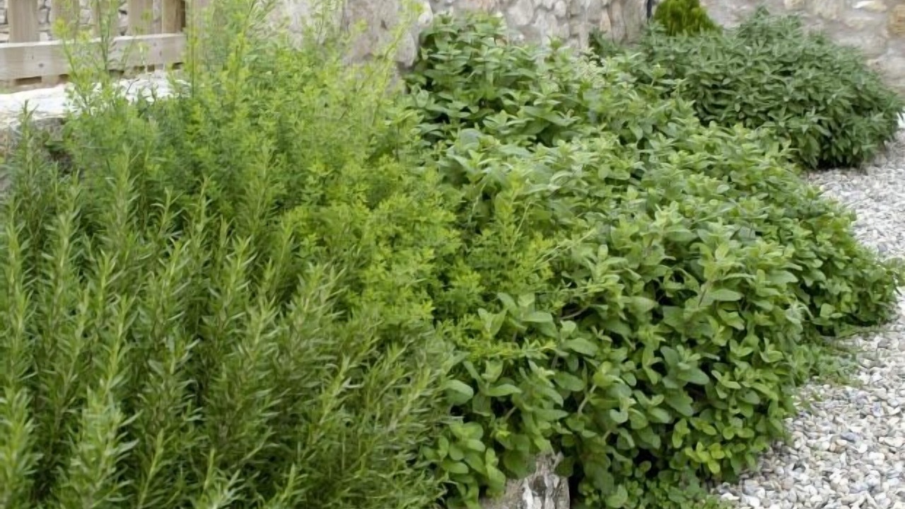 Photo of Outdoor in Rubio