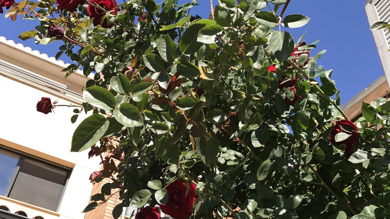 Photo of Outdoor in Abrera