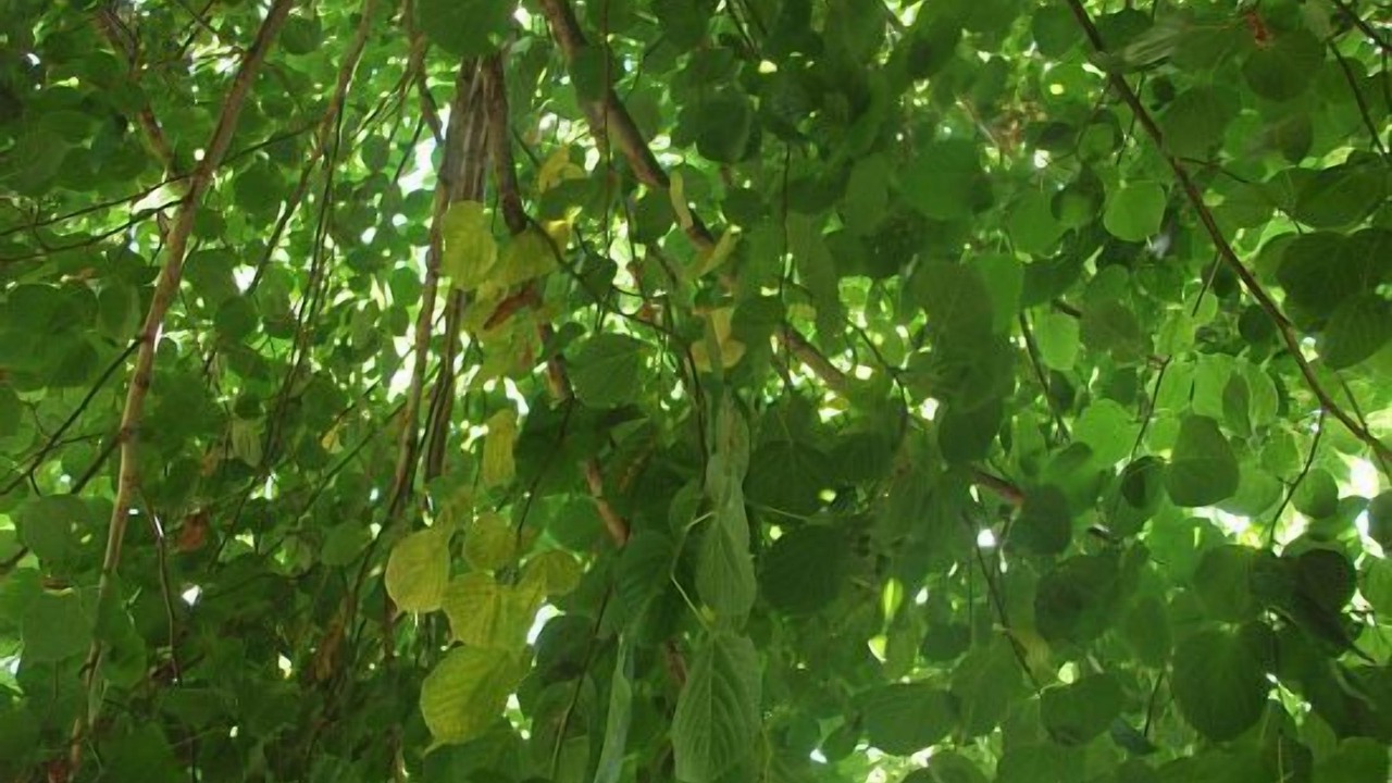 Photo of Outdoor in Borreda