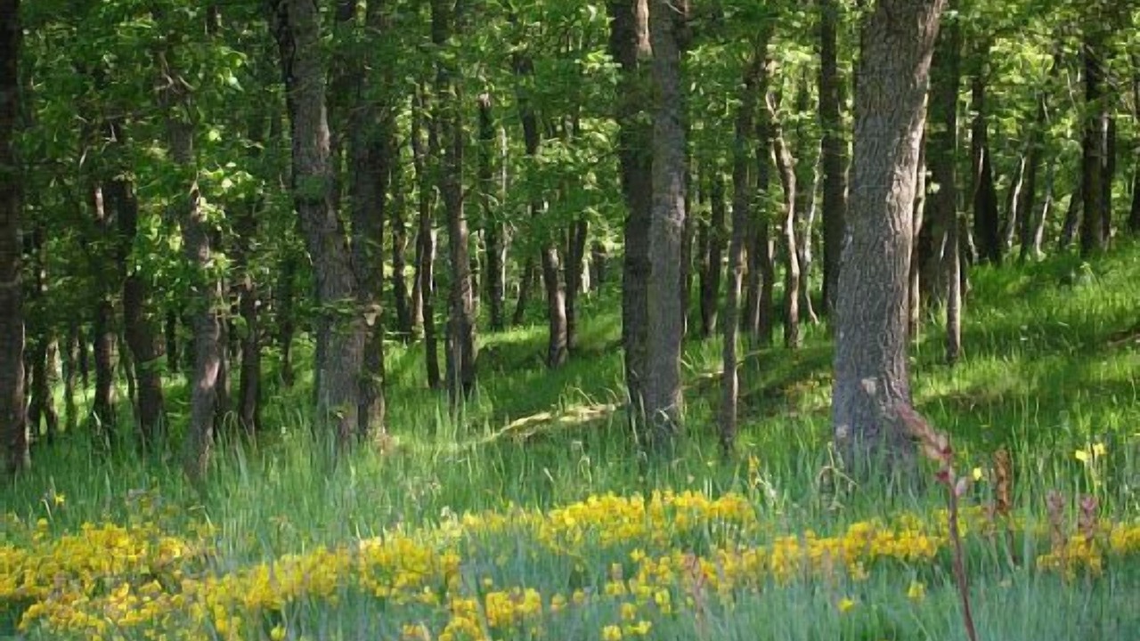 Photo of Outdoor in Rupit I Pruit