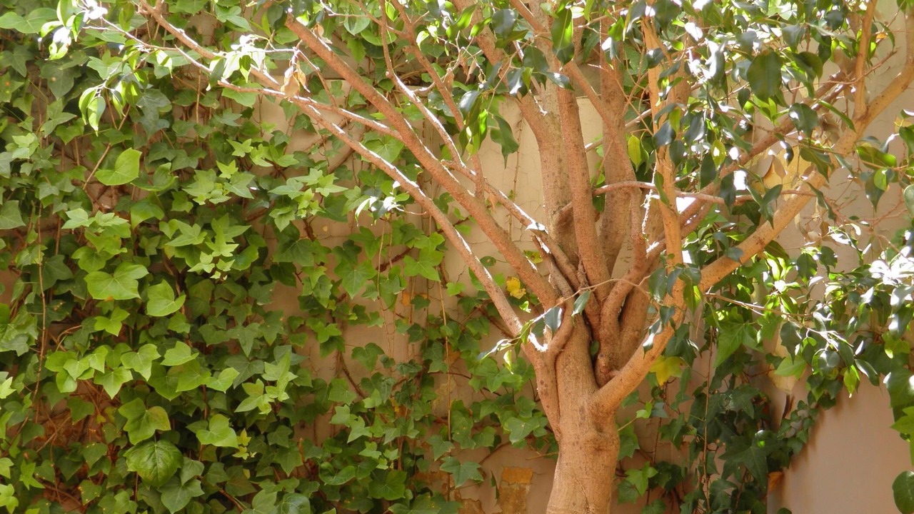 Photo of Outdoor in Sant Gervasi – la Bonanova