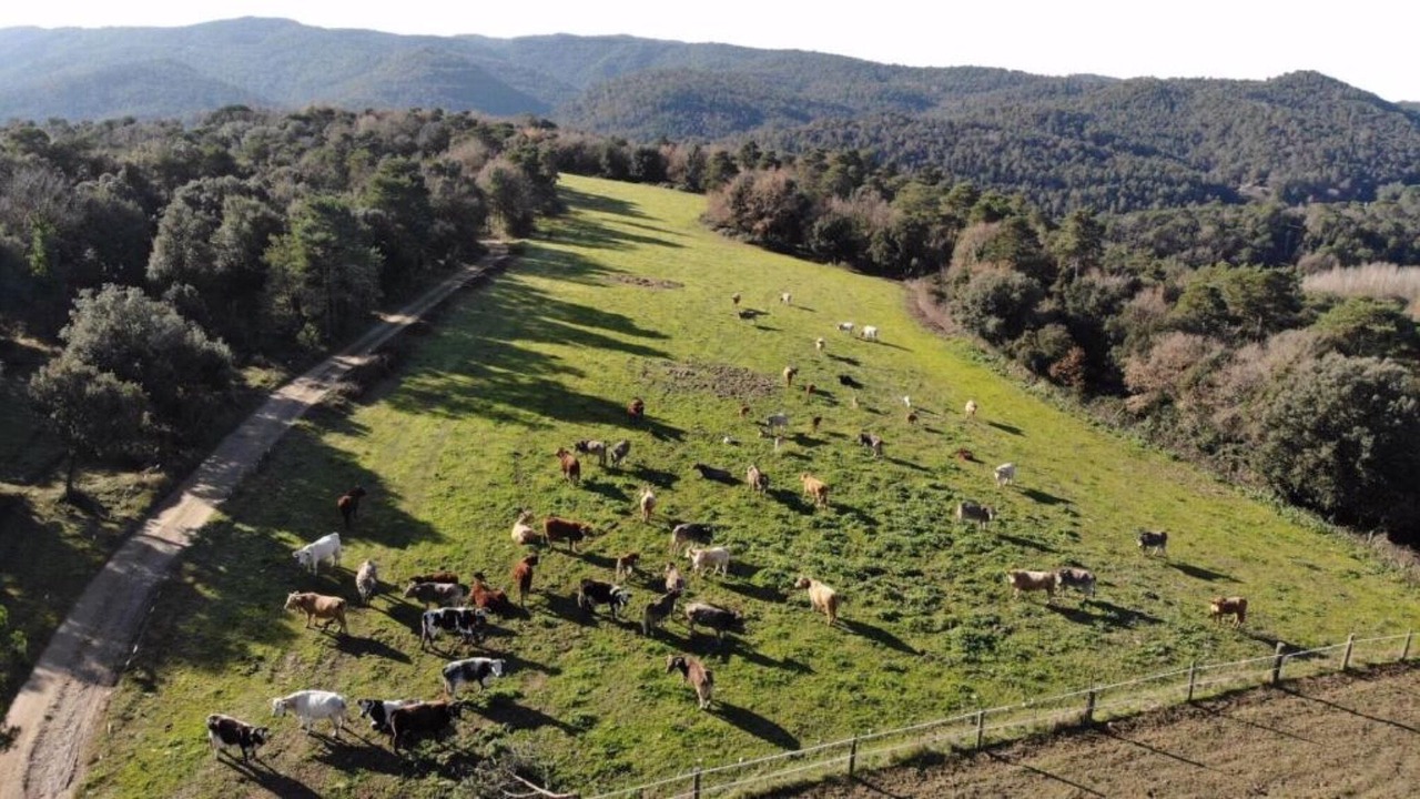 Photo of Others in Castelltercol