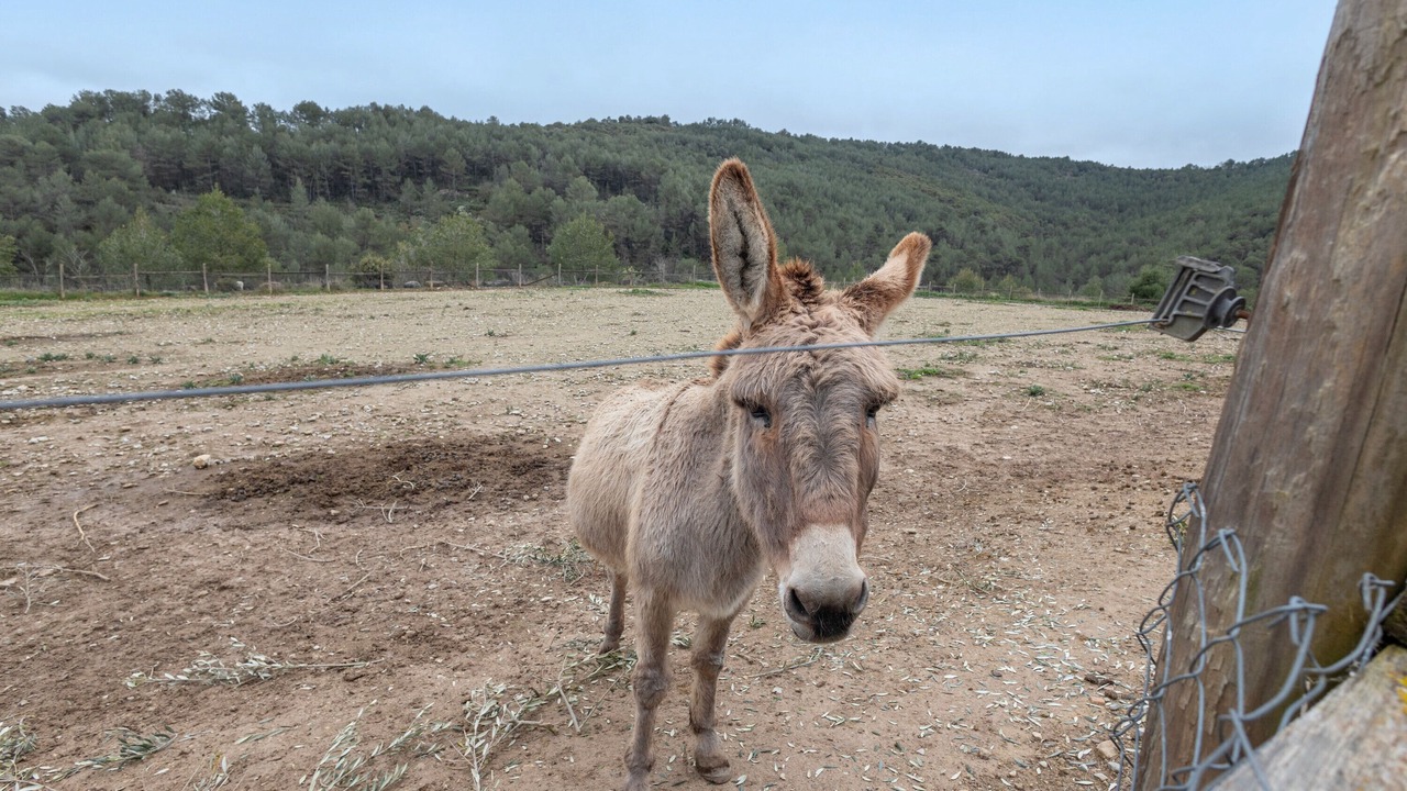 Photo of Others in Jorba