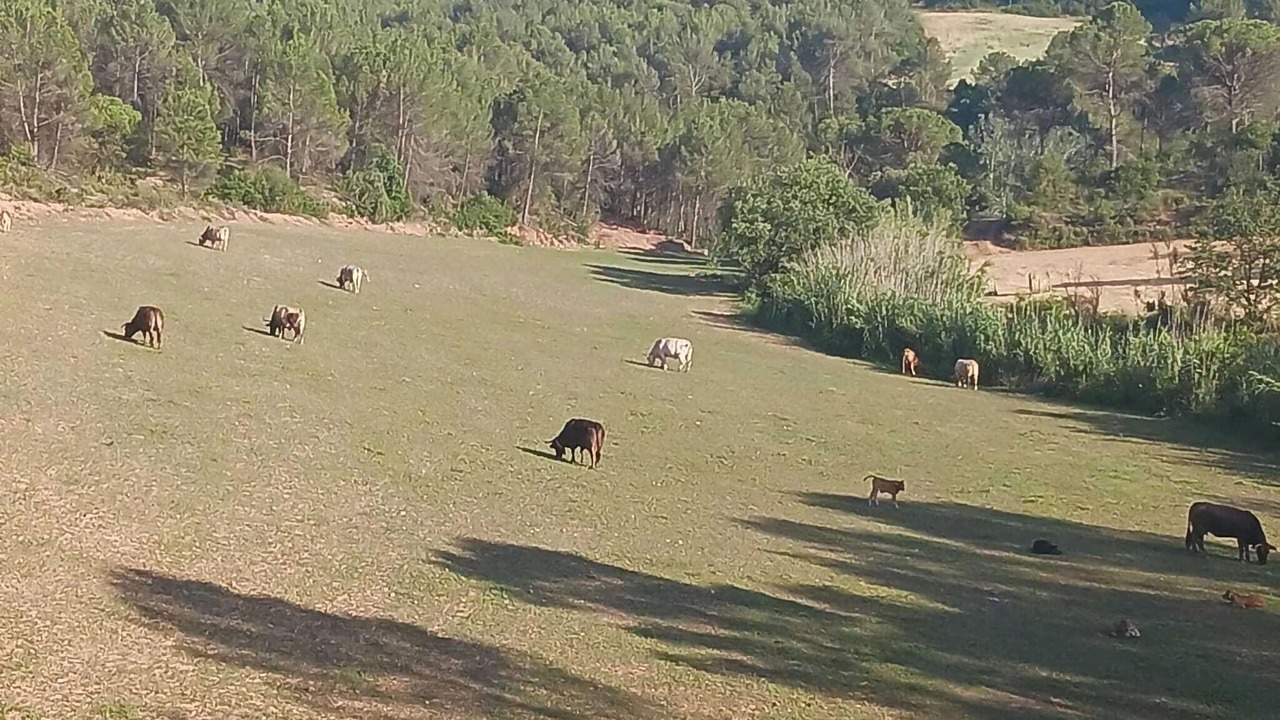 Photo of Others in Sant Salvador de Guardiola