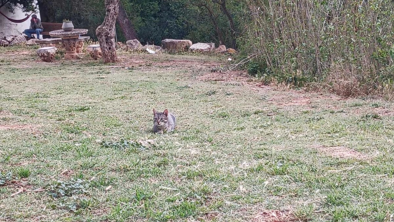 Photo of Outdoor in Sant Salvador de Guardiola