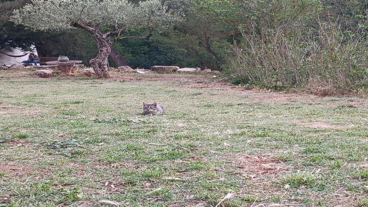 Photo of Outdoor in Sant Salvador de Guardiola