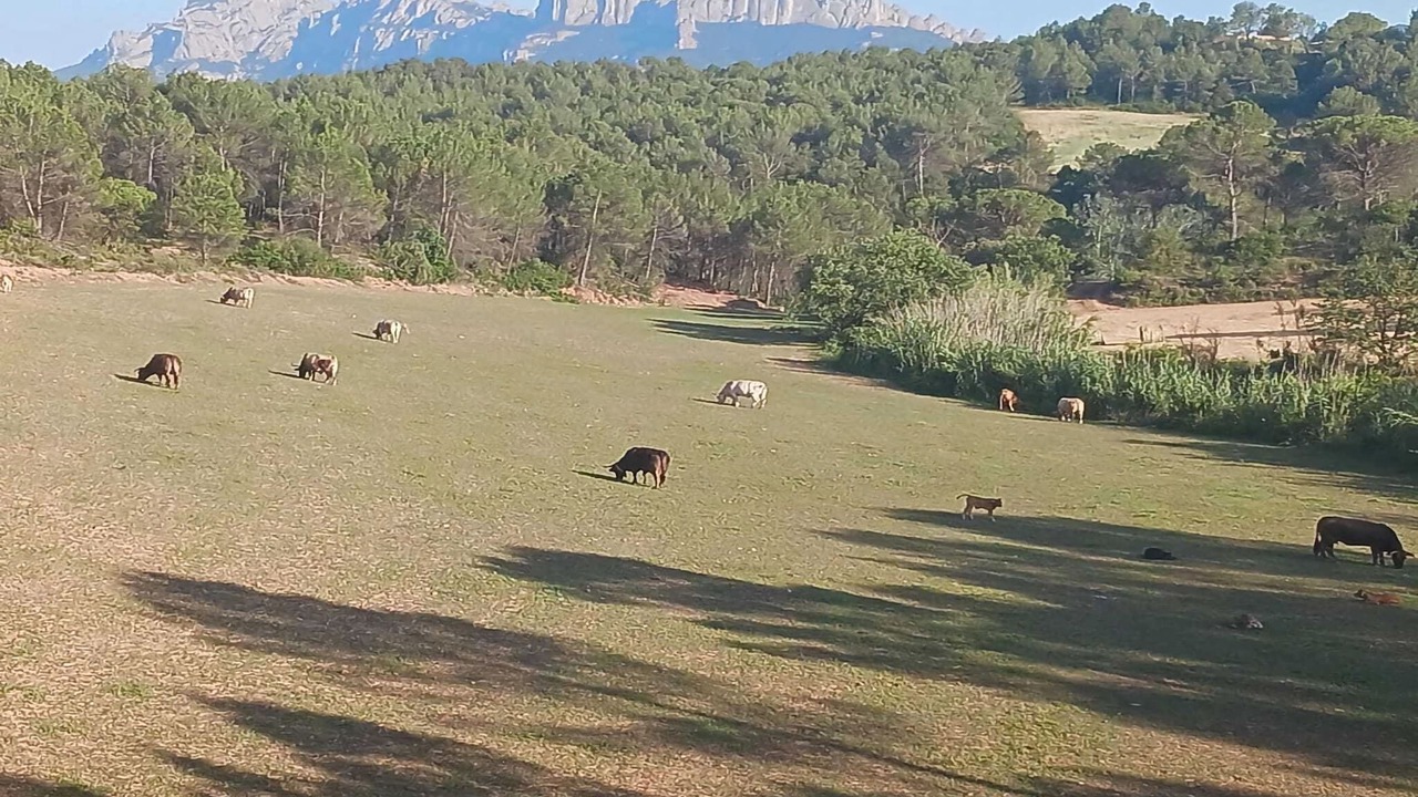 Photo of Others in Sant Salvador de Guardiola