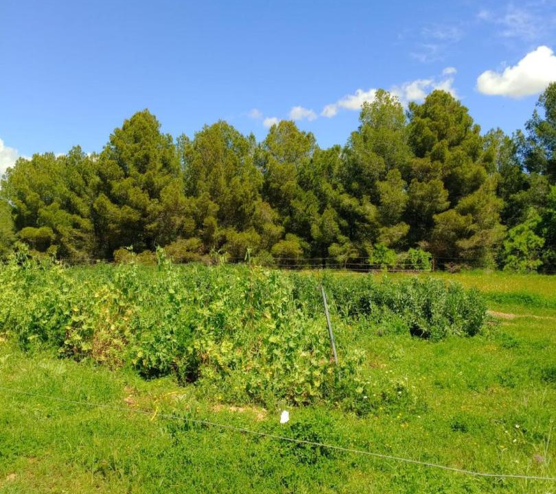 Photo of Outdoor in San Martin Sarroca