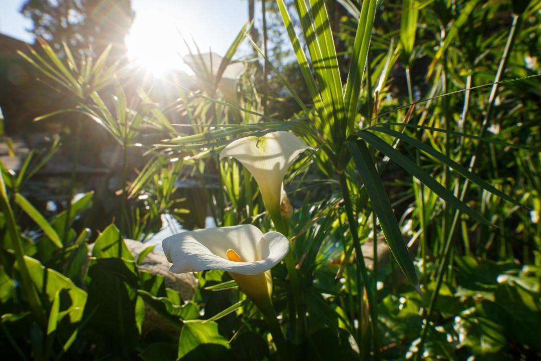 Photo of Outdoor in Olerdola
