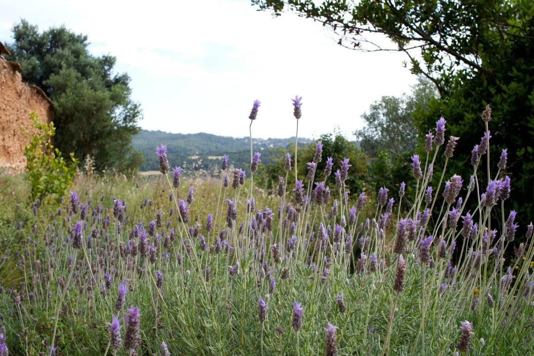 Photo of Outdoor in Canaletes