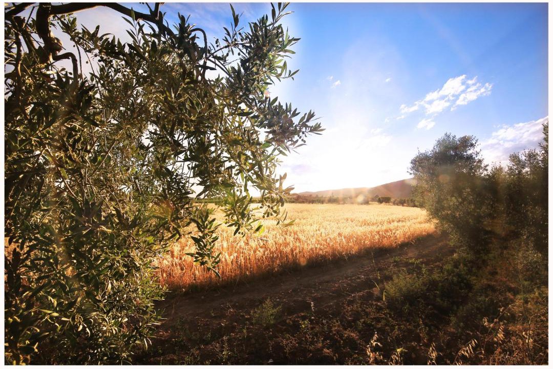 Photo of Others in Castellvi de la Marca